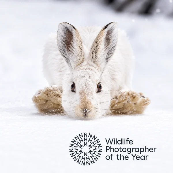 Wildlife Photographer of the Year 2027 competition artwork